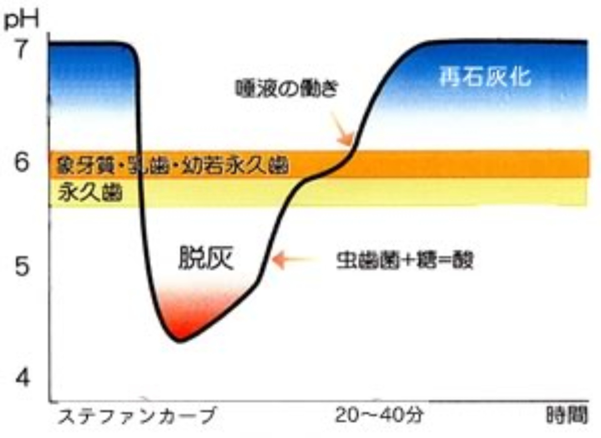 ステファンカーブ,脱灰,再石灰化,幼若永久歯