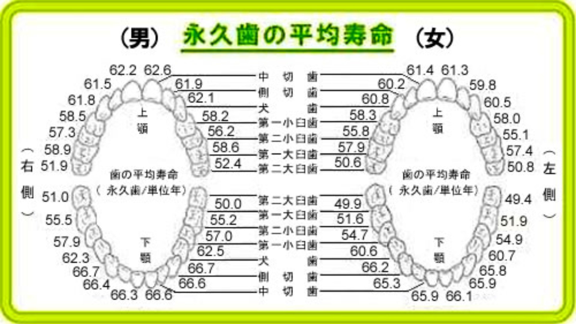 永久歯の平均寿命