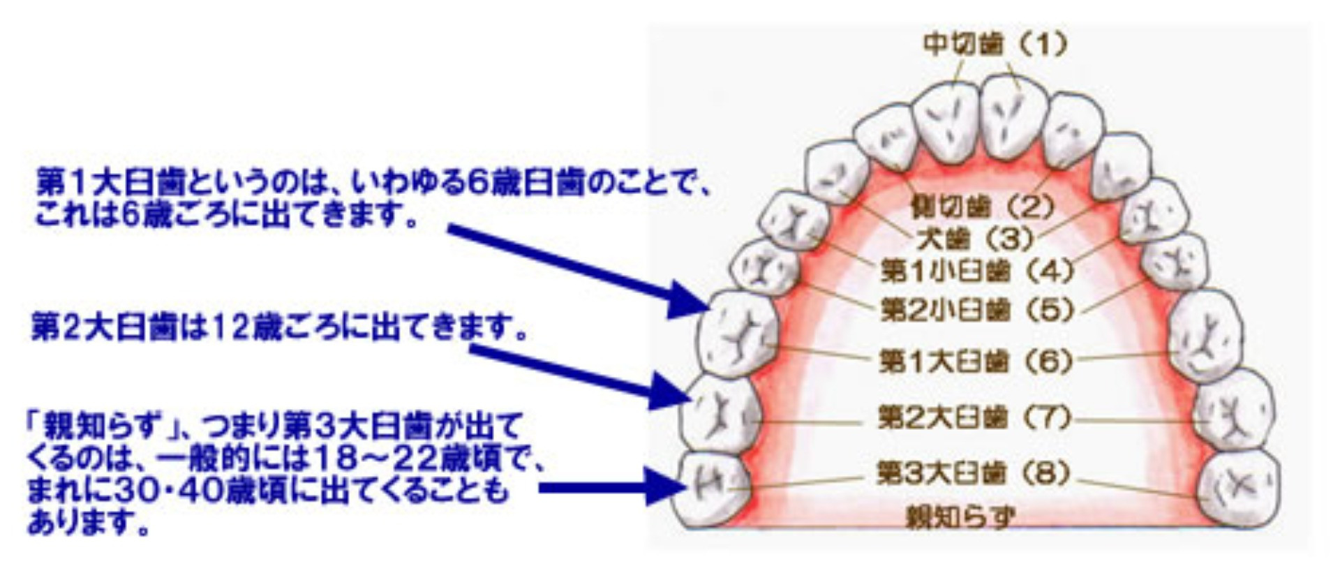 親知らずってなあに？